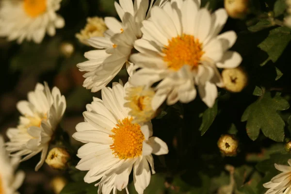 Chrysanthemenblütenherbst — Stockfoto