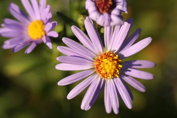 Krysantemum blomma höst — Stockfoto