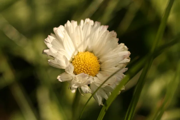 Chrysanthème Fleur automne — Photo