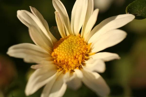 Crisântemo flor outono — Fotografia de Stock