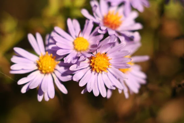 Kasımpatı çiçeği sonbahar — Stok fotoğraf