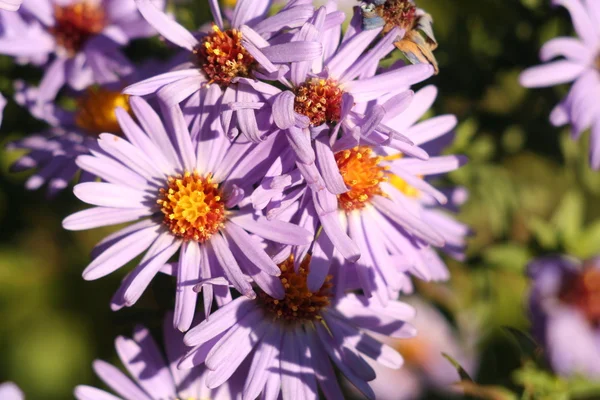 Krysantemum blomma höst — Stockfoto