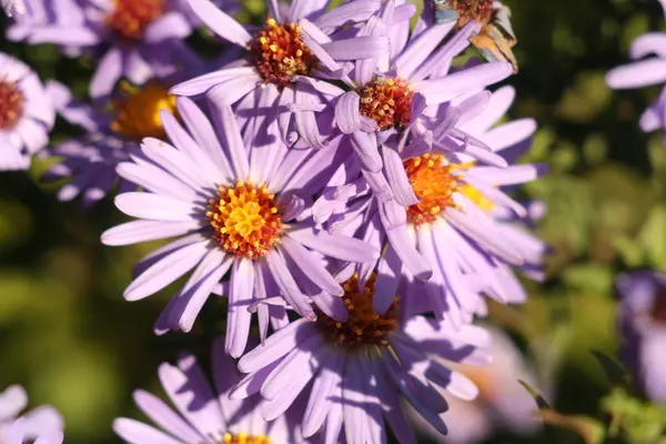 Krysantemum blomma höst — Stockfoto