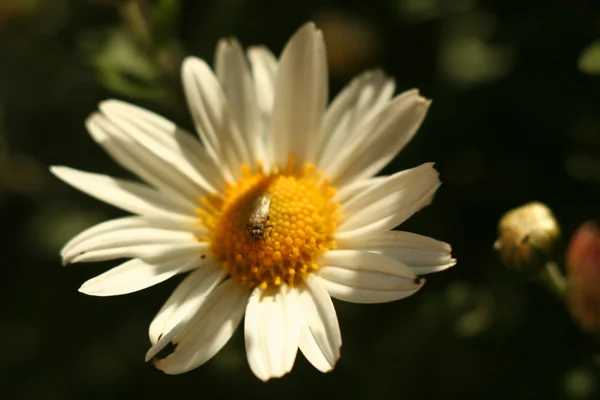 Chrysanthemenblütenherbst — Stockfoto