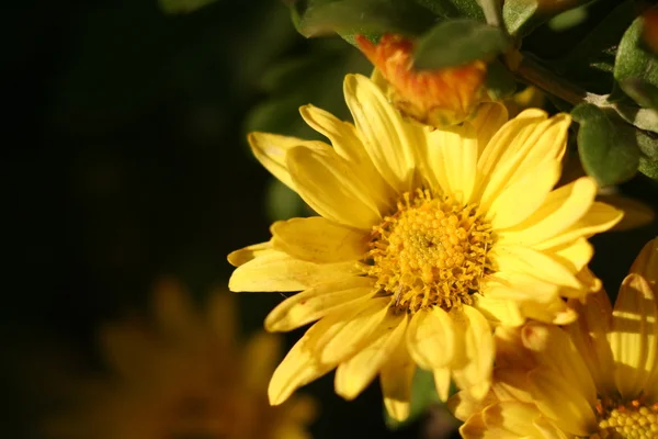 Kasımpatı çiçeği sonbahar — Stok fotoğraf