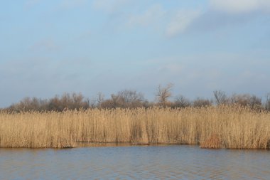 Akşam güneşi kuru sazlık ile sakin sonbahar Nehri