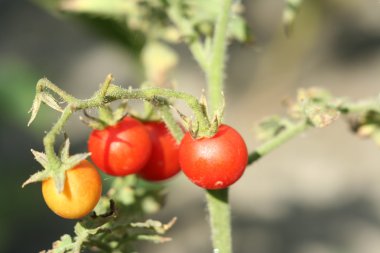 meyve bahçesi dalda kiraz domates