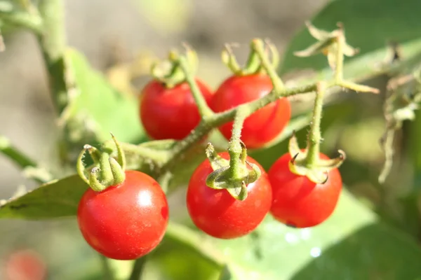 Cherry rajčata větev v ovocné zahradě — Stock fotografie