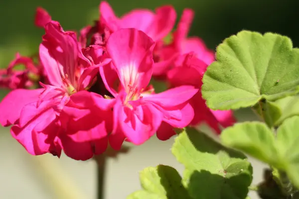 Flower Geranium close-up abstract — Stock Photo, Image