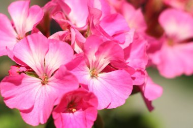 Sardunya yakın çekim soyut çiçek