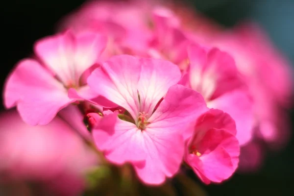 Flower Geranium close-up abstract — Stock Photo, Image