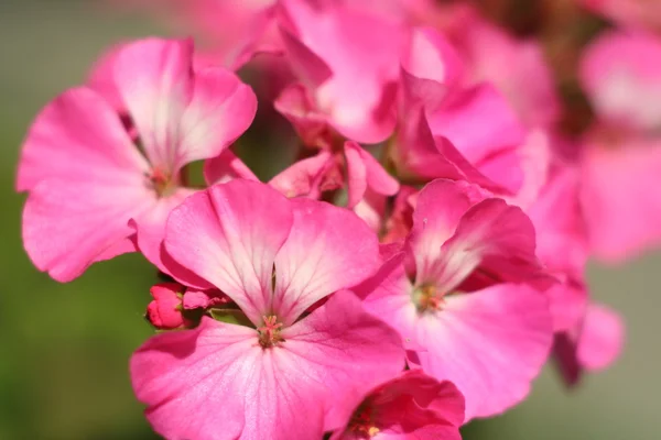 Blomma Geranium närbild abstrakt — Stockfoto