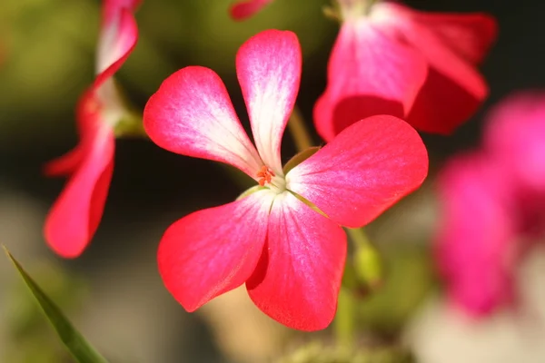 Blume Geranien Nahaufnahme abstrakt — Stockfoto