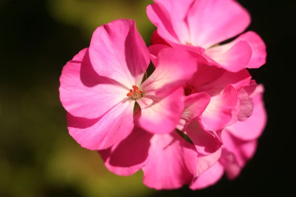 Flower Geranium close-up abstract — Stock Photo, Image