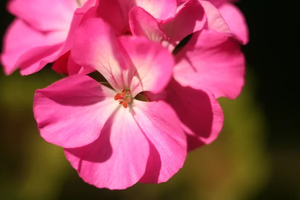 Flower Geranium close-up abstract — Stock Photo, Image