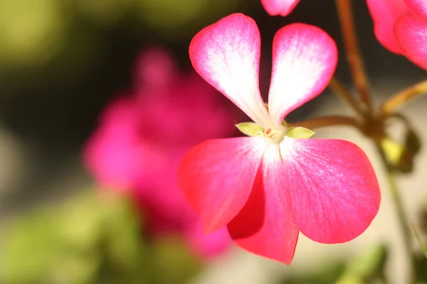 Blume Geranien Nahaufnahme abstrakt — Stockfoto