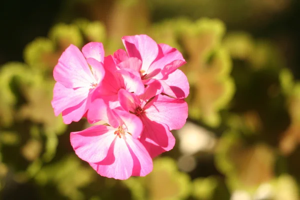 Flower Geranium close-up abstract — Stock Photo, Image