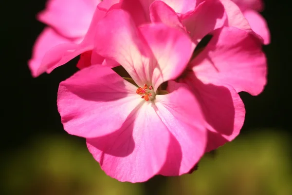 Geranium close-up abstract flower — Stockfoto