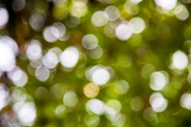 Güneşten gelen Bokeh Işığı Yaprakların arasından.