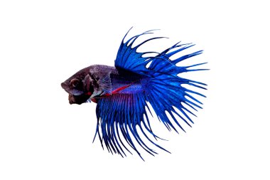 Mavi Siyam mücadele beyaz arka plan üzerinde izole balık (Betta splendens).
