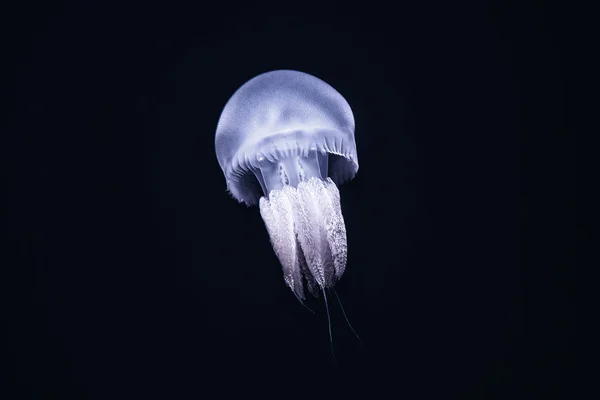 Medusas iluminadas sobre fundo preto escuro . — Fotografia de Stock