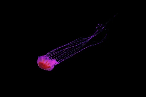 Illuminated jellyfish on black dark background. — Stock Photo, Image