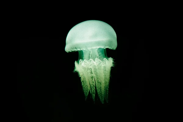 Medusas iluminadas sobre fundo preto escuro . — Fotografia de Stock