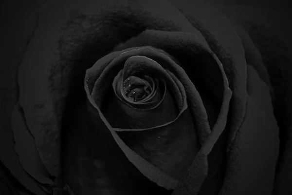 Zbliżenie piękny ciemny róż z kroplami rosy wody — Zdjęcie stockowe