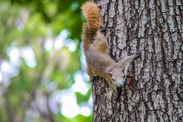 Östliches Grauhörnchen (sciruus carolinensis)., großes Eichhörnchen am Stamm eines Baumes auf grünem Grund., lustiges Eichhörnchen., neugieriges Eichhörnchen. — Stockfoto