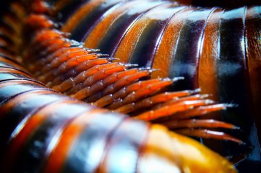 close up of the millipede legs., shallow depth of field and selective focus. clipart