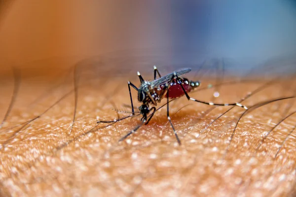 Kan insan cilt. üzerinde emme Sivrisinek, sivrisinek taşıyıcı sıtma, ensefalit, Dang ve Zika virüs olduğunu..