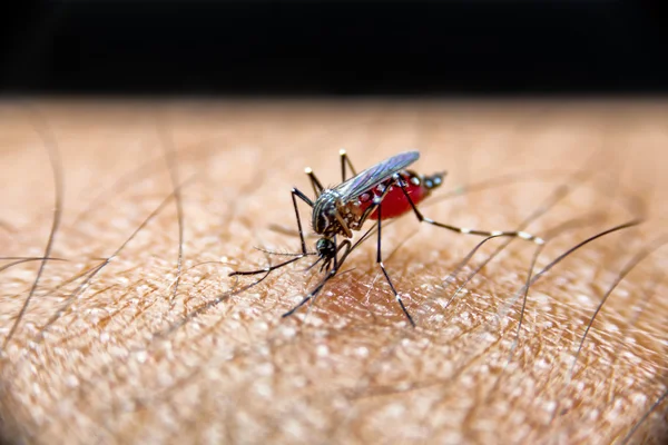 Mosquito sugando sangue na pele humana., Mosquito é portador de malária, encefalite, dengue e Zika vírus . Fotografia De Stock