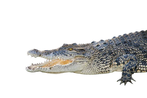 Crocodilo de água salgada, crocodylus porosus, mandíbulas abertas de largura em um whi — Fotografia de Stock