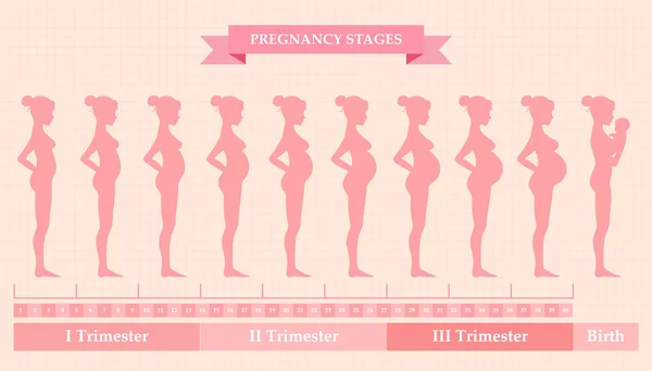 Gravid kvinna - första, andra och tredje trimestern — Stock vektor