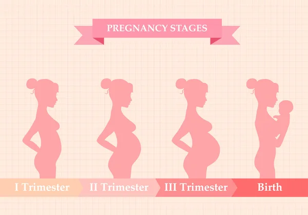 Mujer embarazada - primer, segundo y tercer trimestre — Archivo Imágenes Vectoriales