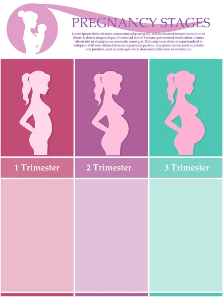 Pregnant woman - first, second and third trimester — Stock Vector