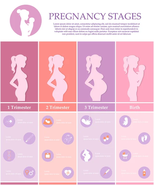 Pregnancy stages, trimesters and birth. — Stock Vector