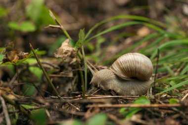 çimenlerin üzerinde sürünerek salyangoz