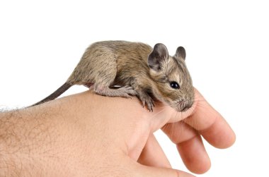 Octodon degu