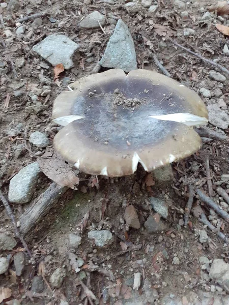 Ormanda mantar