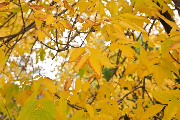 Hojas de otoño — Foto de Stock