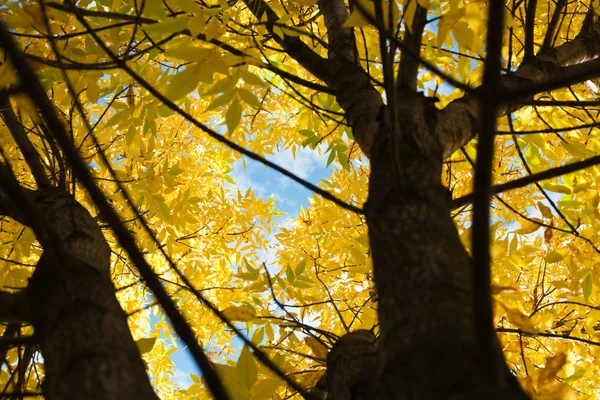 Hojas de otoño —  Fotos de Stock