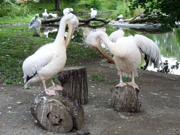 Pelicanos no zoológico de Kaliningrado — Fotografia de Stock