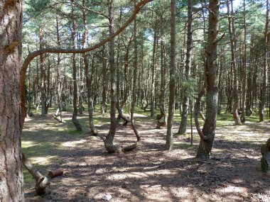 Dans orman Curonian spit