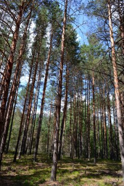 Bir yaz gününde çam ormanı