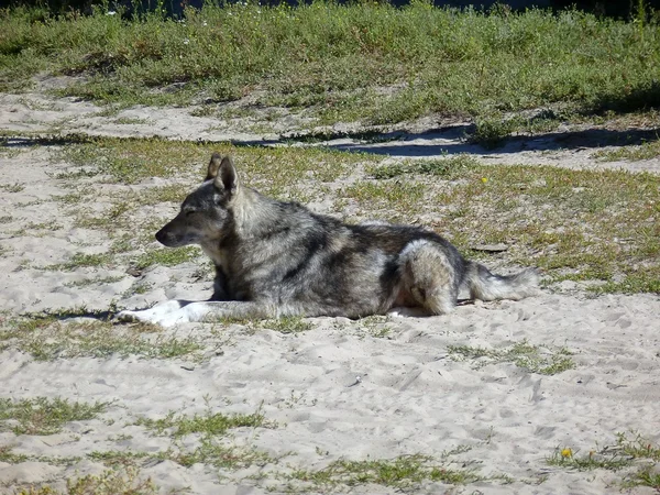 Kum üzerinde her zamanki köpek — Stok fotoğraf