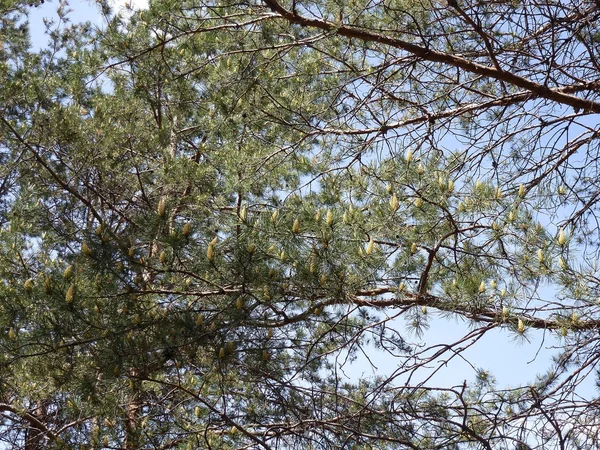 Las protuberancias en las ramas de pino — Foto de Stock