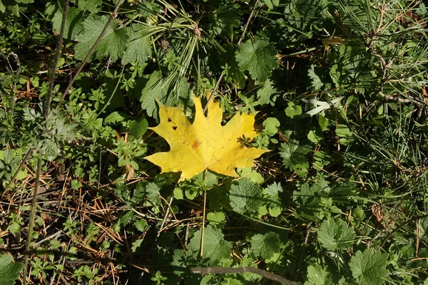 Maple leaf on grass — Stock Photo, Image