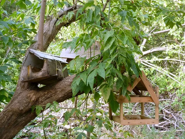 Mangeoire d'oiseaux forestiers — Photo