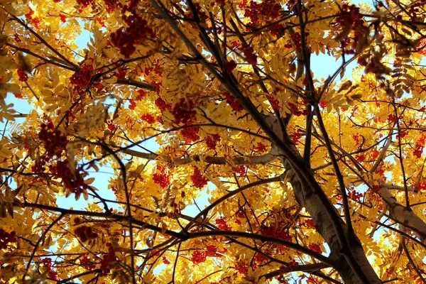 De bladeren van mountain ash in het zonlicht — Stockfoto